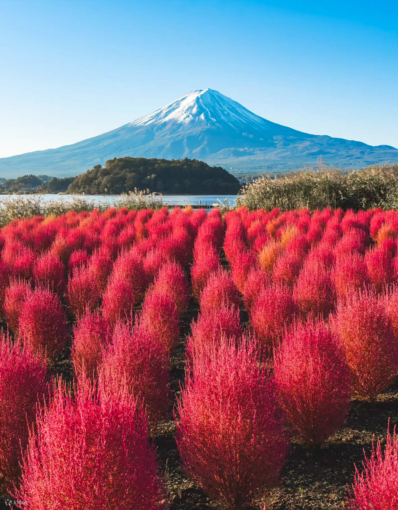 富士山花見クラシックルート|天上山公園＆浅間公園＆日川時計店